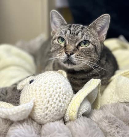 Zippy - Domestic Shorthair cat available for adoption in Calgary