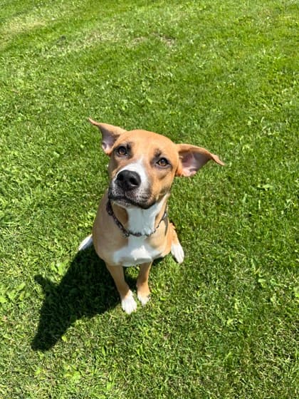 Coconut - Boxer available for adoption at Ontario SPCA & Humane Society in Thunder Bay