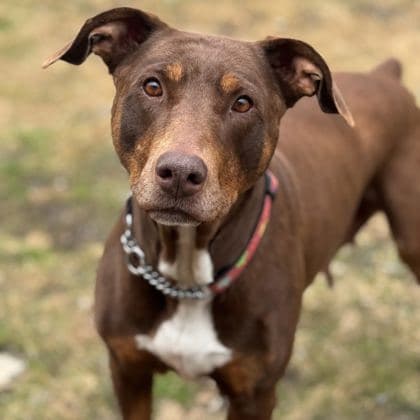 Lucia - Doberman Pinscher available for adoption in Calgary