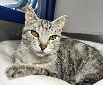 Falafel - Domestic Shorthair cat available for adoption in Calgary