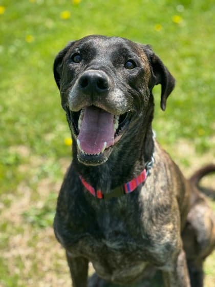 Henry - Retriever, Labrador available for adoption at Ontario SPCA & Humane Society in Thunder Bay