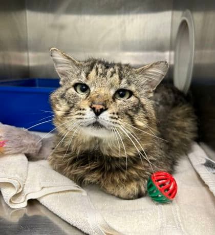 Cashew - Domestic Medium Hair cat available for adoption at Ontario SPCA & Humane Society in Thunder Bay