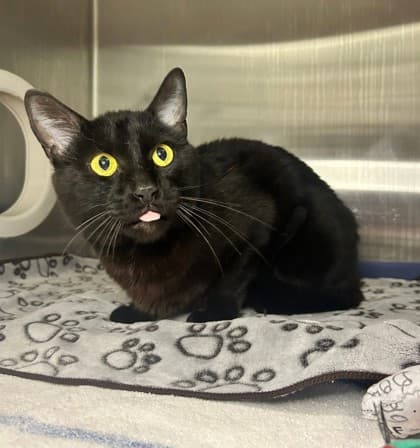 Felix - Domestic Shorthair cat available for adoption at Ontario SPCA & Humane Society in Thunder Bay