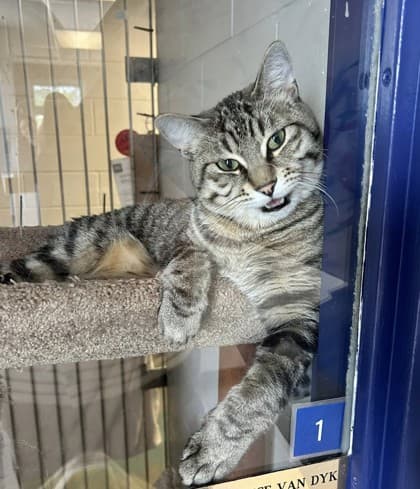 Pharaoh - Domestic Shorthair cat available for adoption in Calgary