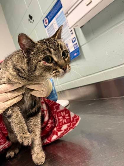 Mia - Domestic Shorthair cat available for adoption at Ontario SPCA & Humane Society in Thunder Bay