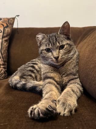 Titi - Domestic Shorthair/Mix cat available for adoption at Annex Cat Rescue in Toronto