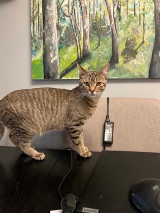 Floyd Pepper - Domestic Shorthair/Mix cat available for adoption at Annex Cat Rescue in Toronto