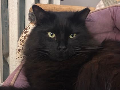 Jimmy - Domestic Longhair/Mix cat available for adoption in Calgary