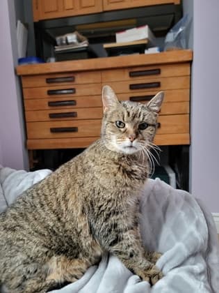 Cookies & Cream - Domestic Shorthair/Mix cat available for adoption at Annex Cat Rescue in Toronto