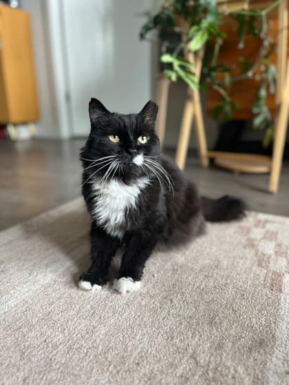 Rodney - Domestic Longhair/Mix cat available for adoption in Calgary