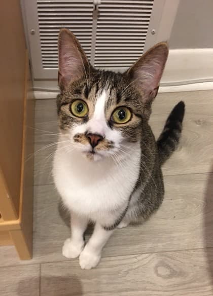 Moxie - Domestic Shorthair/Mix cat available for adoption in Calgary