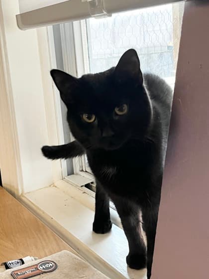 Andromeda - Domestic Shorthair/Mix cat available for adoption at Annex Cat Rescue in Toronto