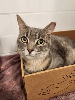 Julius - Domestic Shorthair/Mix cat available for adoption at Annex Cat Rescue in Toronto