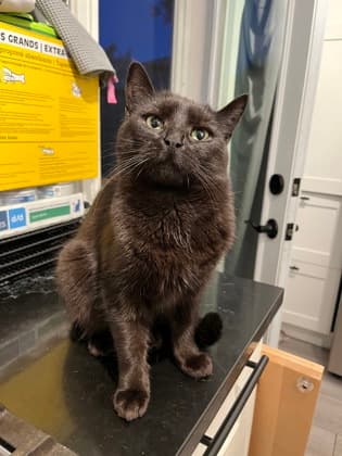 Nebula - Domestic Shorthair/Mix cat available for adoption at Annex Cat Rescue in Toronto