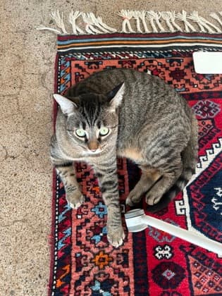 Fred - Domestic Shorthair/Mix cat available for adoption in Calgary