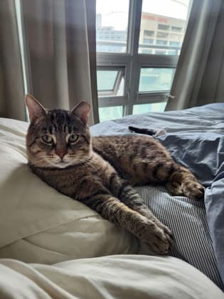 Jimmy Neutron - Domestic Shorthair/Mix cat available for adoption in Calgary