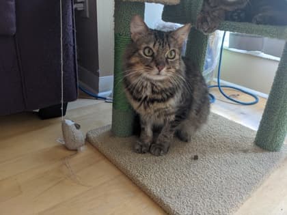 Egg - Domestic Medium Hair/Mix cat available for adoption at Annex Cat Rescue in Toronto