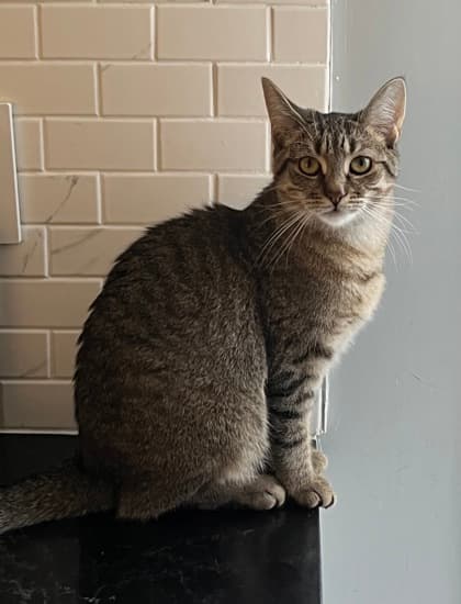 Janice - Domestic Shorthair/Mix cat available for adoption at Annex Cat Rescue in Toronto