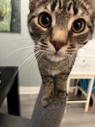 Zoot - Domestic Shorthair/Mix cat available for adoption at Annex Cat Rescue in Toronto