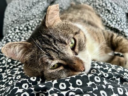 Momo - Domestic Shorthair/Mix cat available for adoption in Calgary