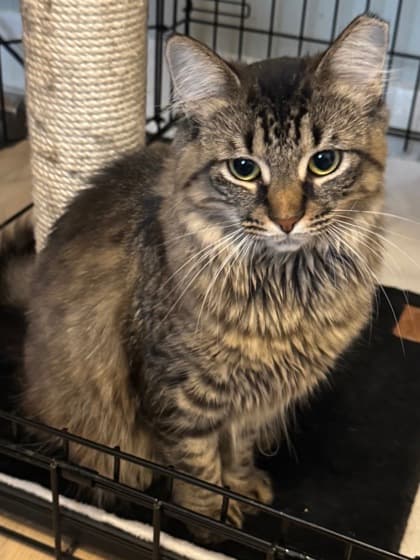 Fluffy - Domestic Medium Hair/Mix cat available for adoption in Calgary