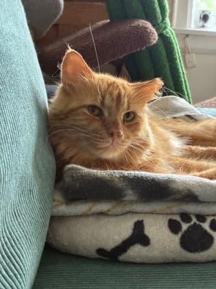 Riff - Domestic Medium Hair/Mix cat available for adoption in Calgary