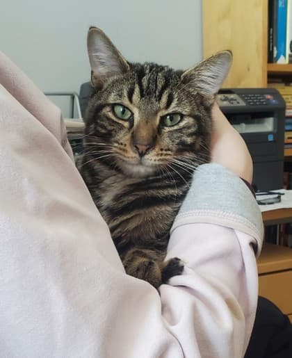 Toto - Domestic Shorthair/Mix cat available for adoption in Calgary