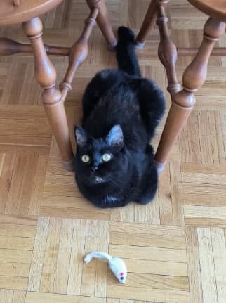 Vera - Domestic Shorthair,Mix cat available for adoption at Toronto Humane Society in Toronto