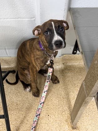 Carnita - Mixed Breed, Large (over 44 lbs fully grown),Mix available for adoption at Toronto Humane Society in Toronto