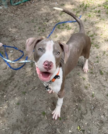 Maize - Mixed Breed, Medium (up to 44 lbs fully grown),Mix available for adoption at Toronto Humane Society in Ontario