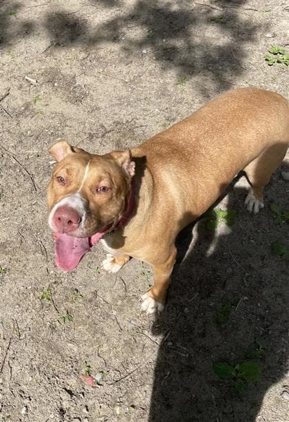 Louisa - Mixed Breed, Large (over 44 lbs fully grown),Mix available for adoption at Toronto Humane Society in Toronto