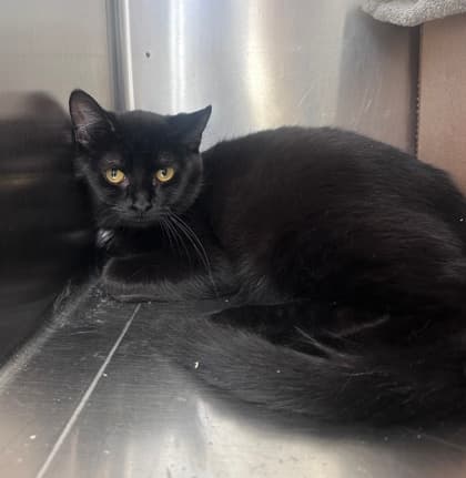 Bubble Tea - Domestic Shorthair,Mix cat available for adoption at Toronto Humane Society in Toronto