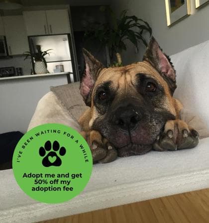 Priscilla - Mixed Breed, Large (over 44 lbs fully grown),Mix available for adoption at Toronto Humane Society in Ontario