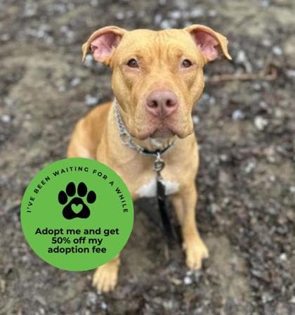 Stella - Mixed Breed, Large (over 44 lbs fully grown),Mix available for adoption at Toronto Humane Society in Ontario