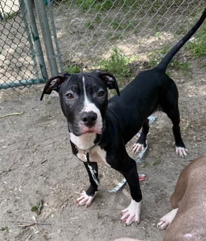 Tillman - Mixed Breed, Medium (up to 44 lbs fully grown),Mix available for adoption at Toronto Humane Society in Toronto