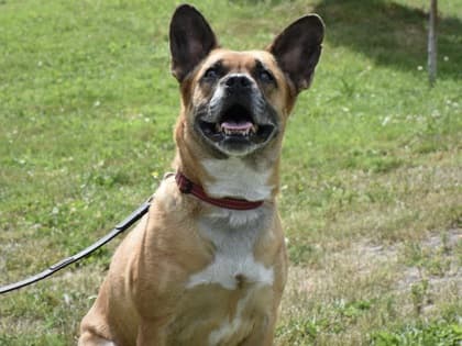Juniper - Mixed Breed, Medium (up to 44 lbs fully grown),Mix available for adoption at Toronto Humane Society in Toronto