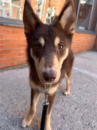 Alvin - Mixed Breed, Large (over 44 lbs fully grown),Mix available for adoption at Toronto Humane Society in Toronto