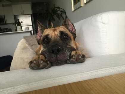 Priscilla - Mixed Breed, Large (over 44 lbs fully grown),Mix available for adoption at Toronto Humane Society in Toronto