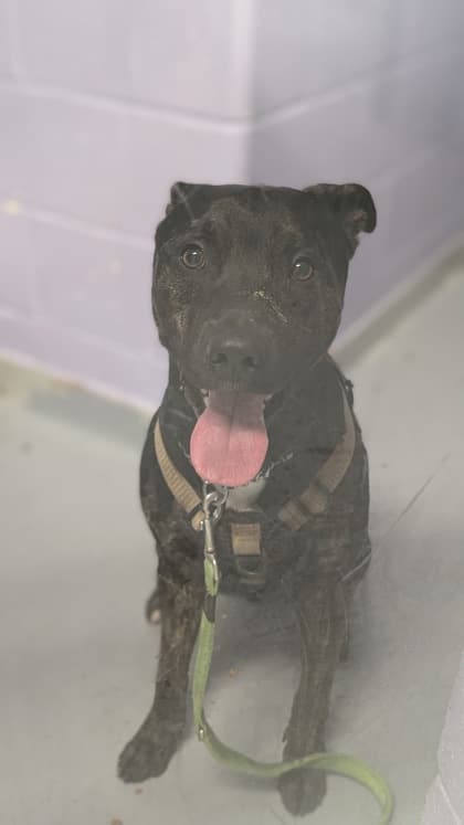 King - Mixed Breed, Medium (up to 44 lbs fully grown),Mix available for adoption at Toronto Humane Society in Toronto