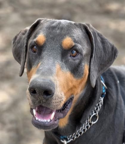 Eli - Mixed Breed, Large (over 44 lbs fully grown),Mix available for adoption at Toronto Humane Society in Toronto