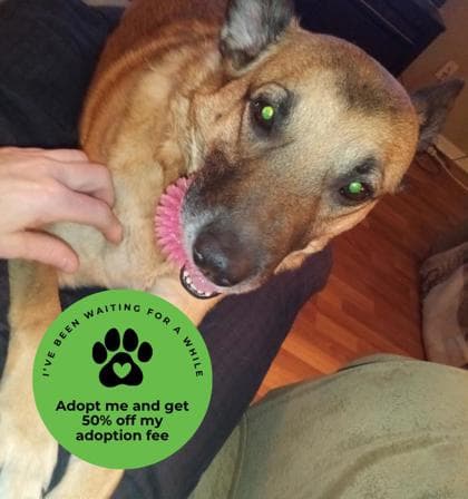 Lola - Mixed Breed, Large (over 44 lbs fully grown),Mix available for adoption in Calgary