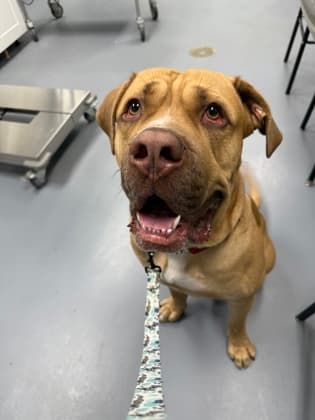 Samu - Mixed Breed, Large (over 44 lbs fully grown),Mix available for adoption at Toronto Humane Society in Toronto