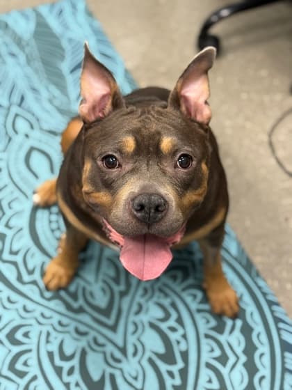 Asia - Mixed Breed, Large (over 44 lbs fully grown),Mix available for adoption at Toronto Humane Society in Toronto