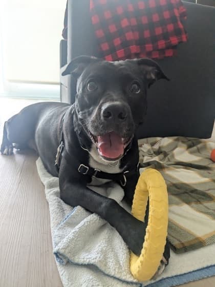 Oreo - Mixed Breed, Large (over 44 lbs fully grown),Mix available for adoption at Toronto Humane Society in Toronto