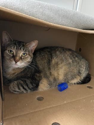Kessie - Domestic Shorthair,Mix cat available for adoption at Toronto Humane Society in Toronto