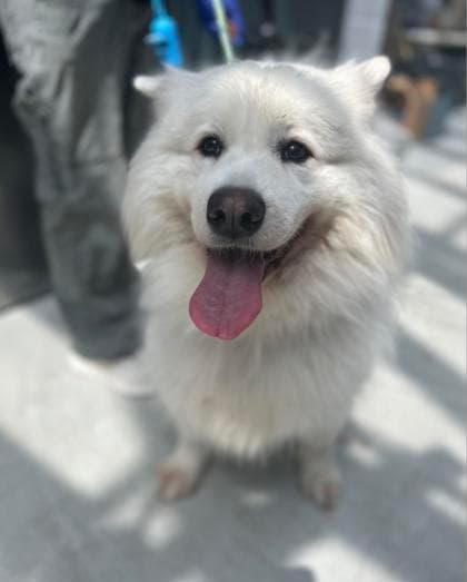 Sam - Mixed Breed, Medium (up to 44 lbs fully grown),Mix available for adoption at Toronto Humane Society in Toronto