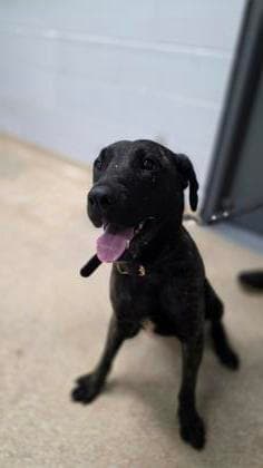 Cobra - Mixed Breed, Large (over 44 lbs fully grown),Mix available for adoption at Toronto Humane Society in Ontario