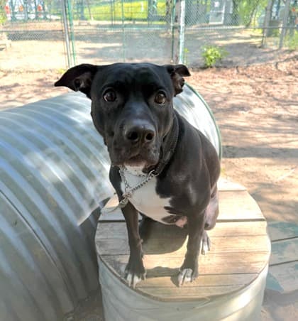 Oreo - Mixed Breed, Large (over 44 lbs fully grown),Mix available for adoption at Toronto Humane Society in Ontario