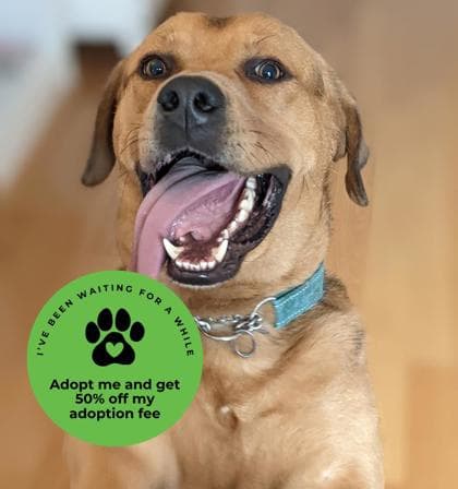 Rogers - Shepherd,Mix available for adoption at Toronto Humane Society in Ontario