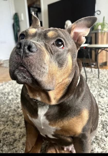 Asia - Mixed Breed, Large (over 44 lbs fully grown),Mix available for adoption